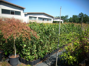 l'azienda