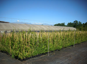 l'azienda