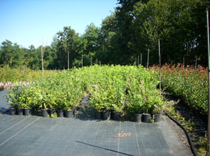 l'azienda