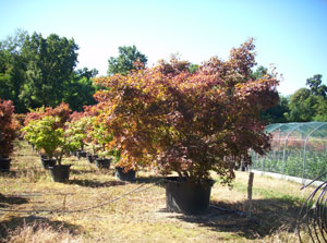 l'azienda